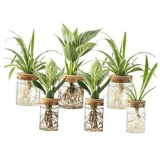 Plant Propagation Station,Hydroponic Glass Container Vase 2 Sizes Planter