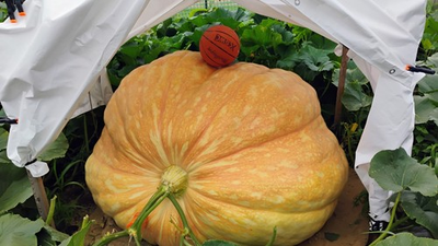 #ad #ad 1925 LB Giant Pumpkin Seed 2025 Top Notch Genetics 1 Seed Per Order $25.00