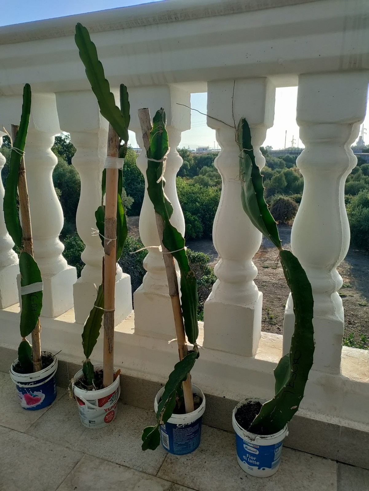 Pitaya (Hylocereus),Circa 80-100 cm Di Altezza Senza Vaso, 5 Varietà Disponibili