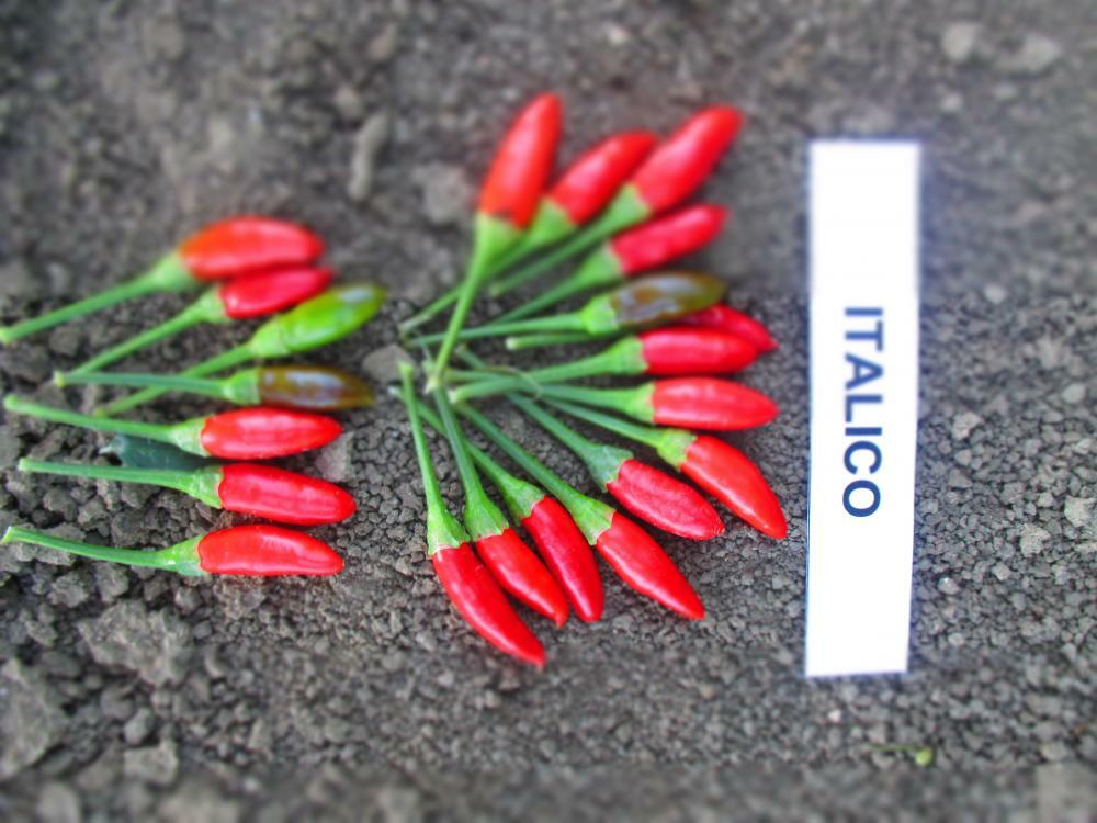 HOT CHILLI PEPPER BIRD EYE ITALICO 600 SEEDS BULK