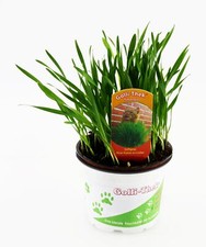 Katzengras soft Futterpflanze - Weizengras - Futterweizen - Triticum