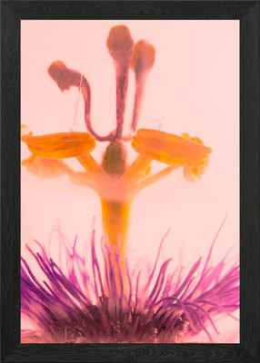 Passion flower in ice 1 Framed Wall Art Poster Canvas Print Picture