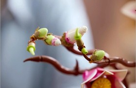 LEGO Magnolia Branches Set #11510-1 NEW SEALED IN BOX