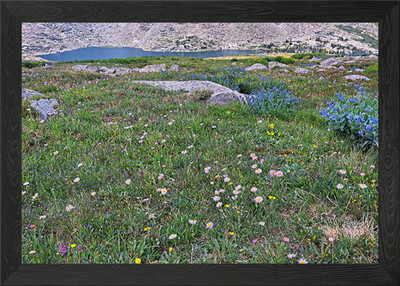 Alpine Wildflower Meadow Framed Wall Art Poster Canvas Print Picture