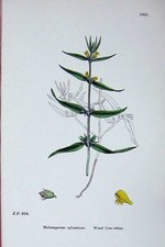 Original Old Antique Print Sowerby Plants C1902 Wood Cow-Wheat Melampyrum 20th