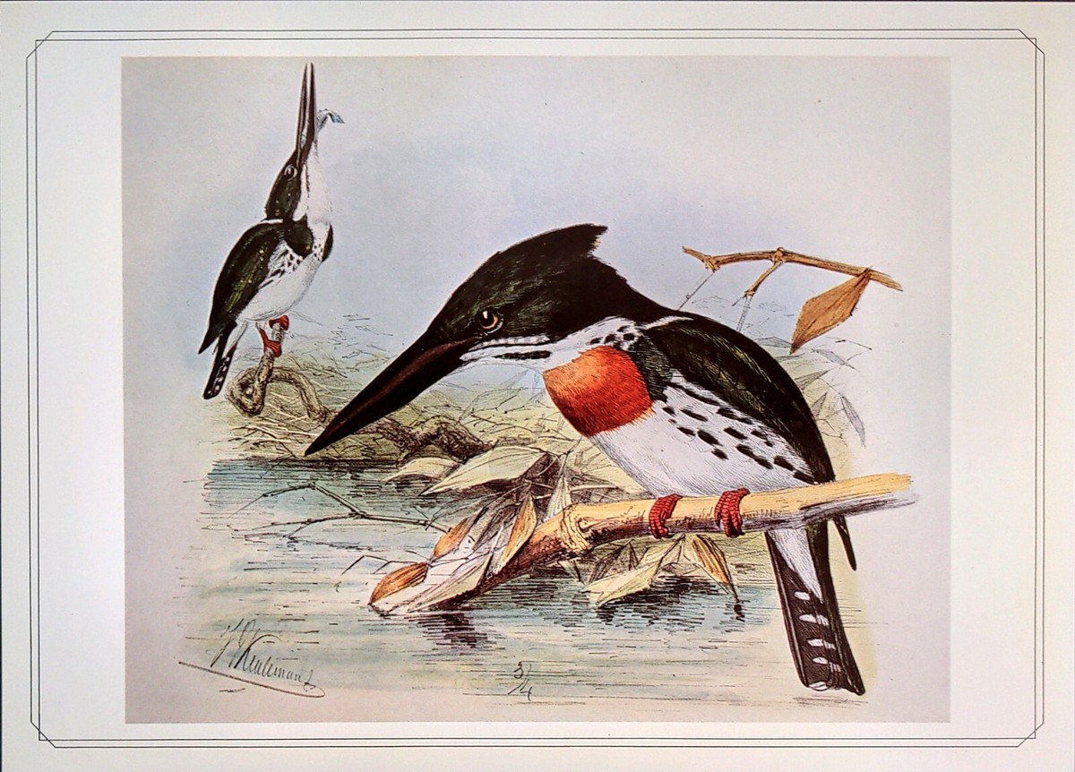 絵画J・HOOK KINGFISHER IN AN EXOTTC GARDEN 絵画J・HOOK KINGFISHER IN AN EXOTTC GARDEN 絵画J・HOOK KINGFISHER