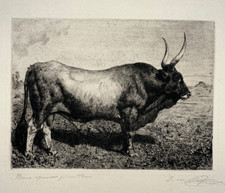 Roman Bull VAN MUYDEN Etching ANIMALIA XIX Century