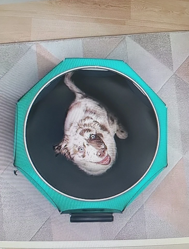 Perrera portátil plegable para perros/gatos/cachorros para mascotas 29x 29 X 17 Foto 2 de 4