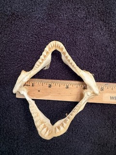 Beautiful Vintage Authentic Angel Shark Jaw Taxidermy Shark Jaws Taxidermy #4