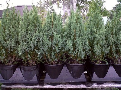 Juniper Tree, Blue Point, 4 inch pot