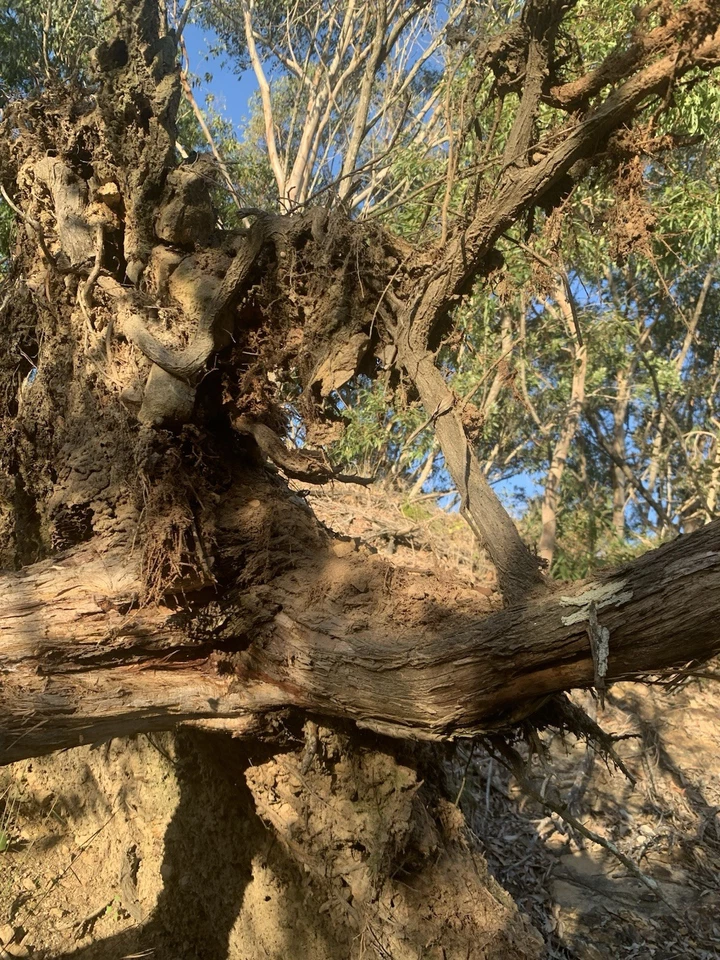 Polvo base tinte cuero 1 kg ACRB Foto 4 de 4