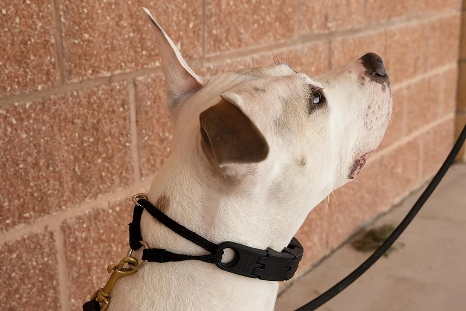 "Collar grande Starmark Pro-Training para perro" Foto 4 de 4