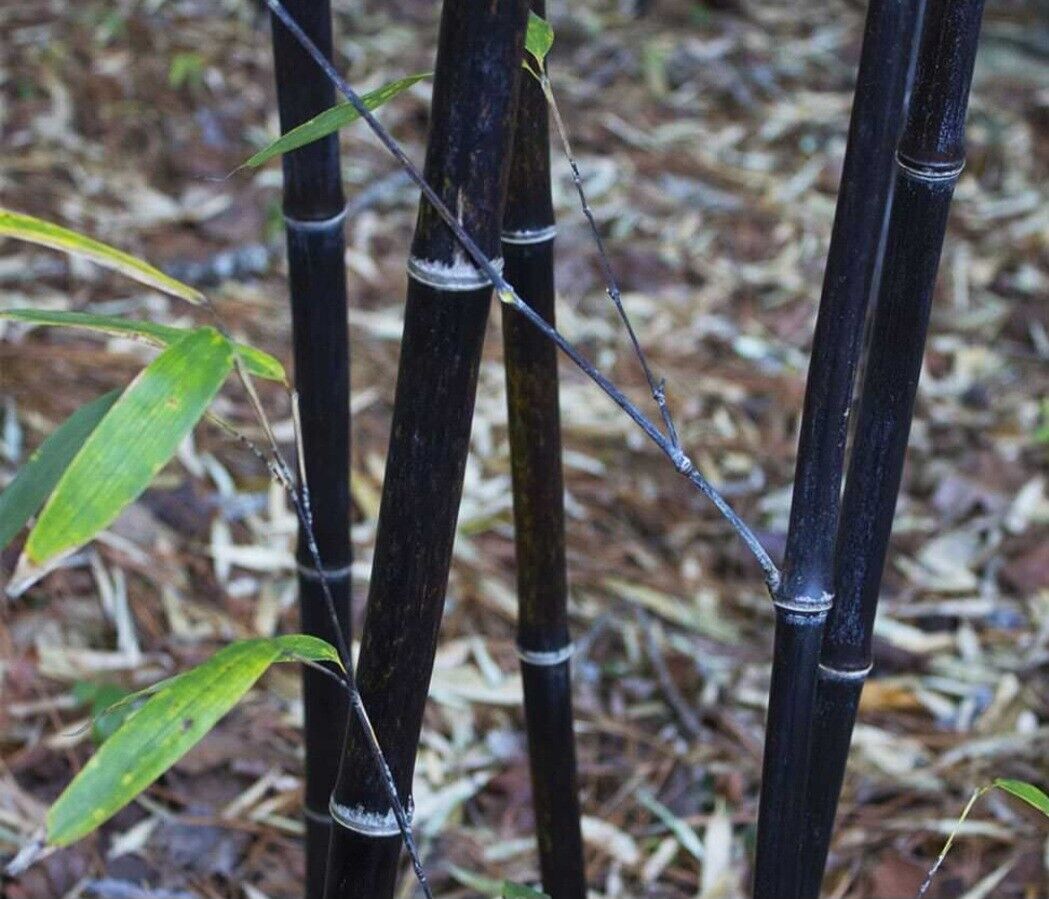 2 Fresh Dug Black Bamboo 紫竹 Phyl Nigra Rhizomes Landscape Plant Dug To Order