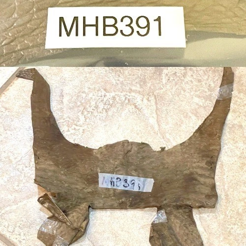 American Alligator Hide Mink Hornback Body Genuine Gator Skin 391-I2 - Image 4 of 4