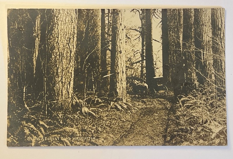 Vintage Forest Road Washington State RPPC Real Photo Postcard Old Growth Woods