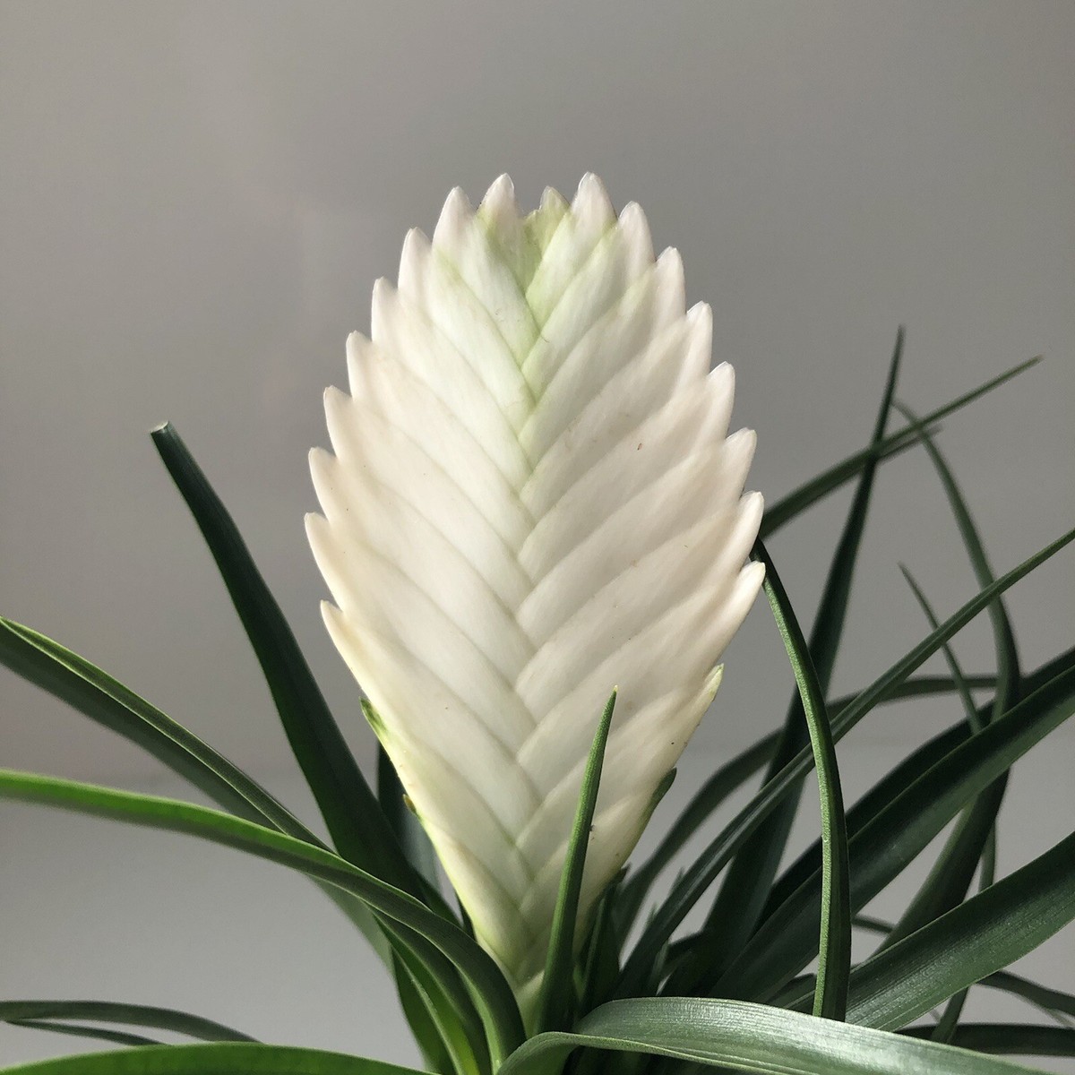 Tillandsia cyanea ‘White' T'S TROPICALS Tillandsia Wallisia Cyanea | Pink Quill | | Easy Care