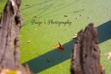 Digital image picture wallpaper log overlooking pond photo by Paige