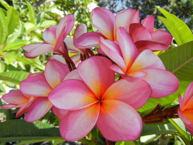 Plumeria Cutting (Cotton Candy) 17