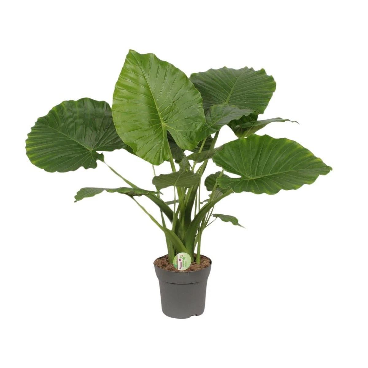 Elefantenohr Pflanze online kaufen | eBay