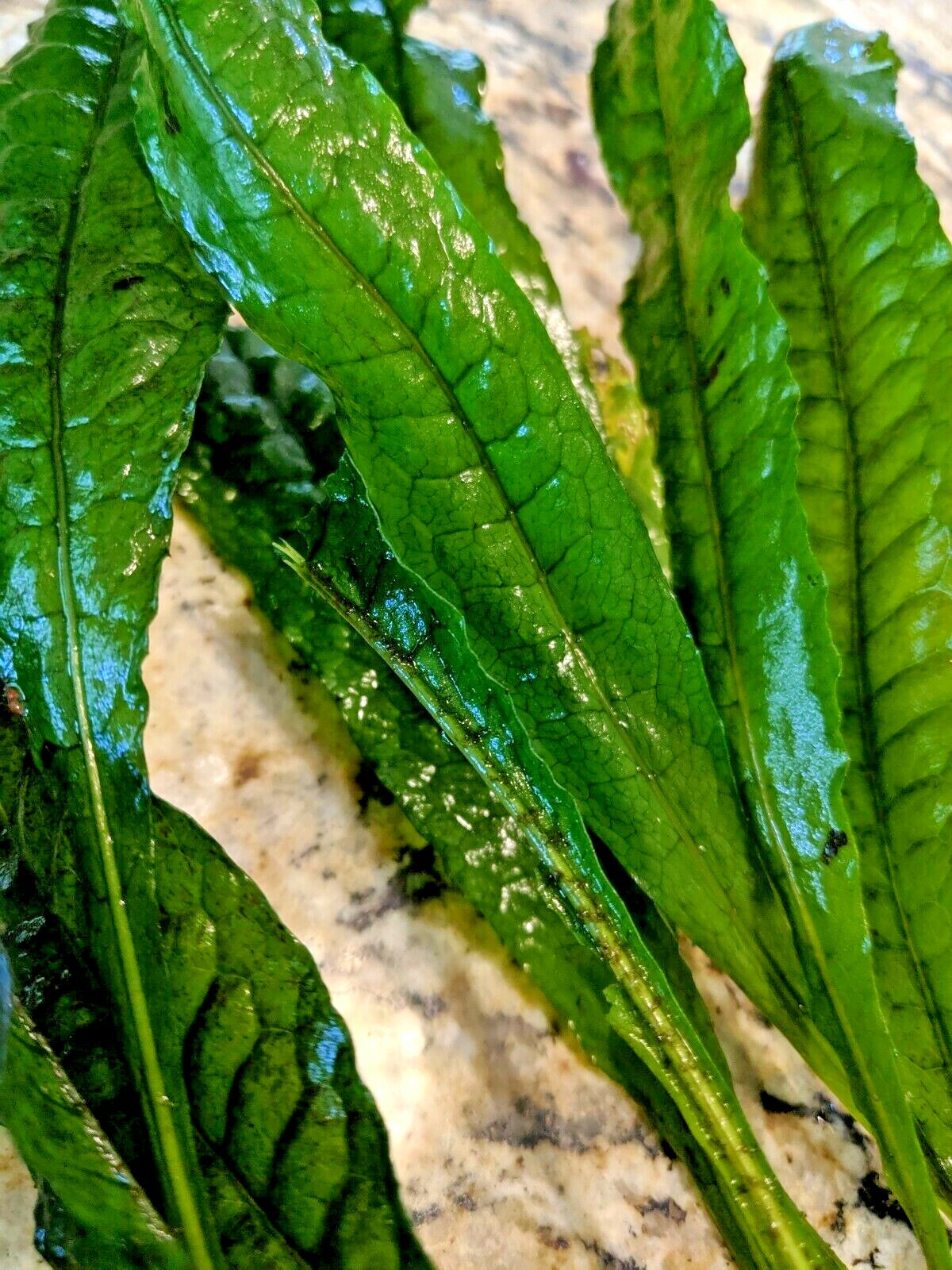 Java Fern Microsorium Pteropus Live Freshwater Easy Aquarium Plant | eBay