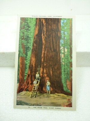 Postcard Sequoia National Park CA  The Room Tree Giant Forest Linen Unused Unp
