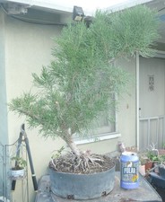 Sea Green Juniper Pre Bonsai Dwarf Kifu Fat Trunk Juniperus chinensis