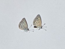 2X Unmounted male butterfly Zizina otis (Fabricius, 1787)