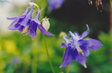 Akelei, Aquilegia, Blue, 100 Seeds