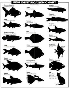 Fiji Fish Identification Chart