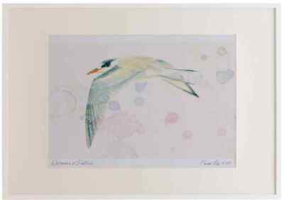 A2 Gemeine Seeschwalbe Jung Aquarell Limitierte Auflage Bild gerahmt