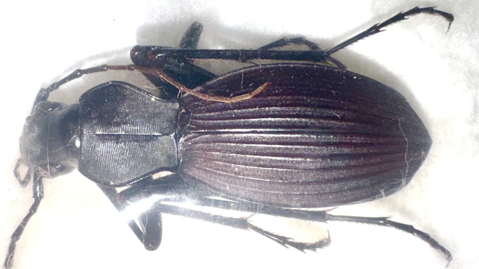 Carabidae sp.2 A1 31mm from MADAGASCAR - #4638