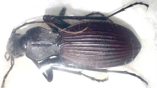 Carabidae sp.2 A1 31mm from MADAGASCAR - #4638