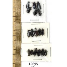 Carabidae sp., MIX 17 ex., A1, Ukraine L9695