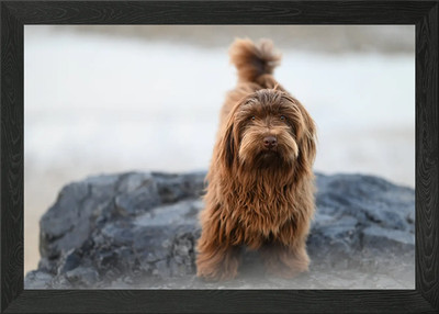Brauner Havaneser Hund auf einem Felsen gerahmtes Wandbild Poster Leinwanddruck Bild