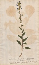 bellflower Glockenblume Botanik Naturselbstdruck nature printing Kniphof 1757