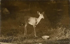 Webb, NY New York Deer Eating From Dish, Bisby Lodge 1932 Thendara Vintage RPPC