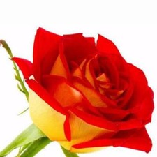 100 Yellow Red Rose Seeds Flower Bush Perennial Shrub Garden Perennial Seeds