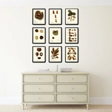 Nuts Prints Wall Art Set 6 Beautiful Vintage Botanical Nut Tree Chart Unframed