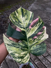 Monstera Marmorata Aurea Tricolor 1 liść bez fitosanitarna