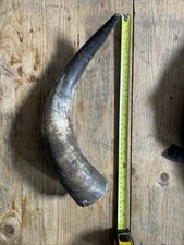 Primitive Bull Cow Horn 03 (36cm)