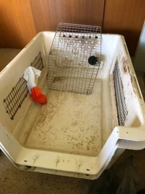 petmate xl kennel