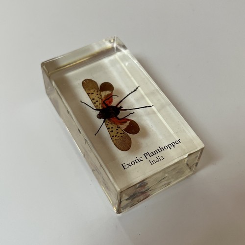 Echte Käfer und Insekten Taxidermie exotische Planthopper Glas Harz Block - Bild 7 von 11