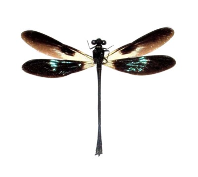 Euphaea variegata ONE GREEN BLACK DRAGONFLY DAMSELFLY MOUNTED PACKAGED