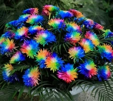 10 Seeds Rainbow Chrysanthemum Flowers Seed Bright Color Plants USA seller 