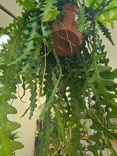 Fishbone Cactus – Epiphyllum Anguliger - Houseplant - Cactus
