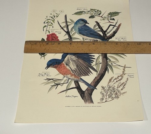 Vintage Arthur Singer Bluebirds Print Number 2 Botanical Flower Nature 9 x 12.5 - Picture 9 of 10