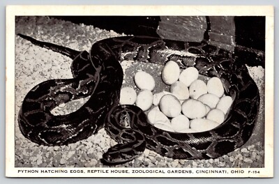 Postcard Python Hatching Eggs Reptile House Zoological Gardens Cincinnati Ohio