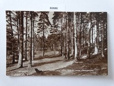 Pine Wood, Angley Park, Cranbrook Postcard