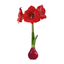 Red Waxed Amaryllis Bulb - Live Holiday Gift Plant, Easy Care, No Water Needed