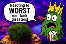 King Chet's Lazy Reefer Special: 1-Cup Premium Chaeto 5 sm. hermit crabs